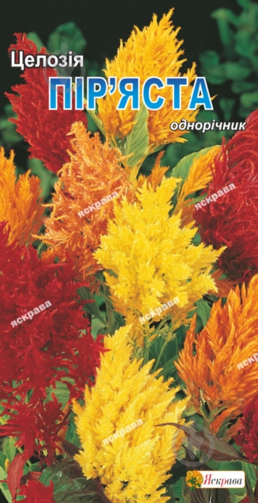 Семена Яскрава целозия Перистая 0,2 г (4823069806170) - фото 1