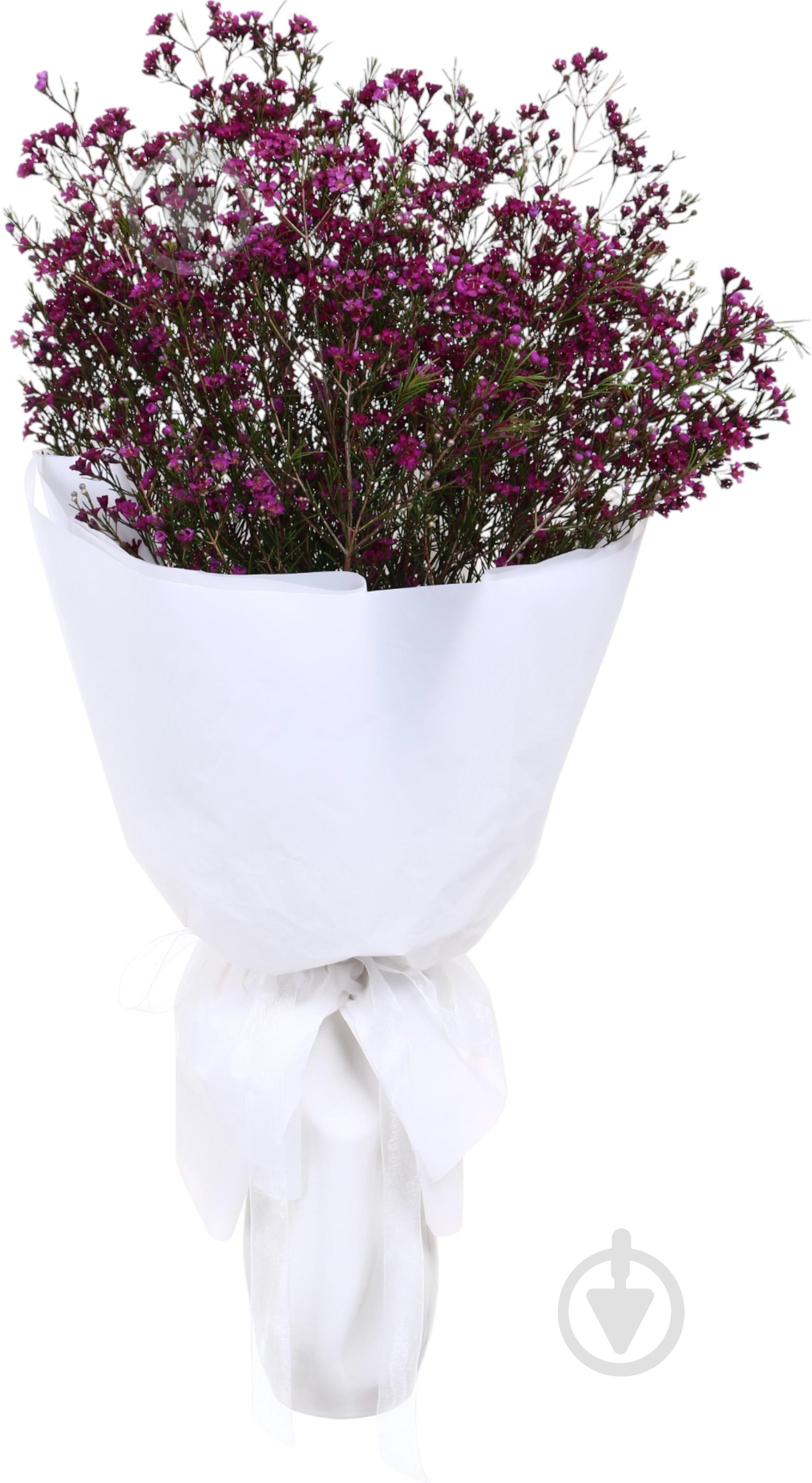 Хамелациум розовый (Нидерланды) - фото 3