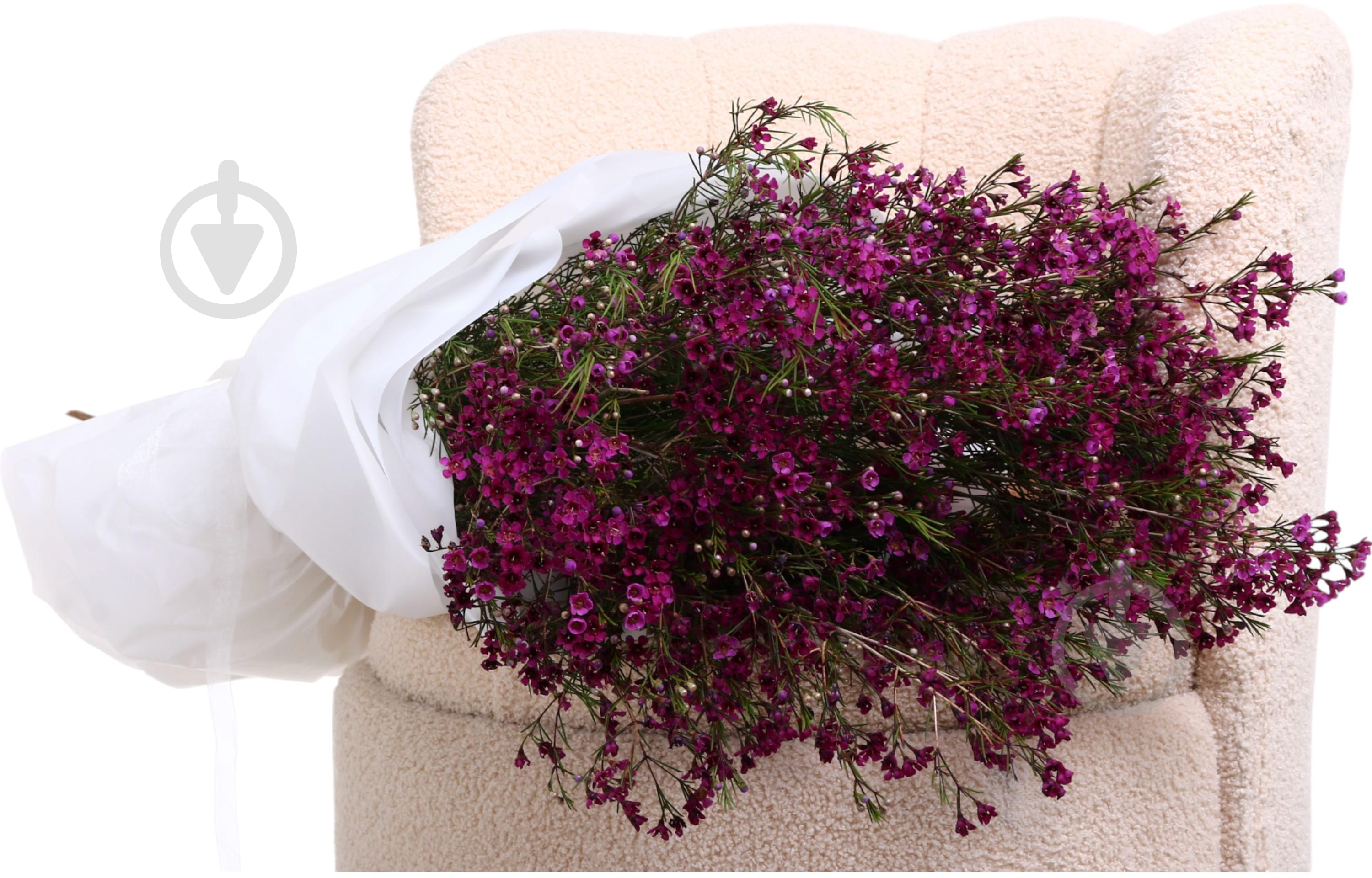 Хамелациум розовый (Нидерланды) - фото 5