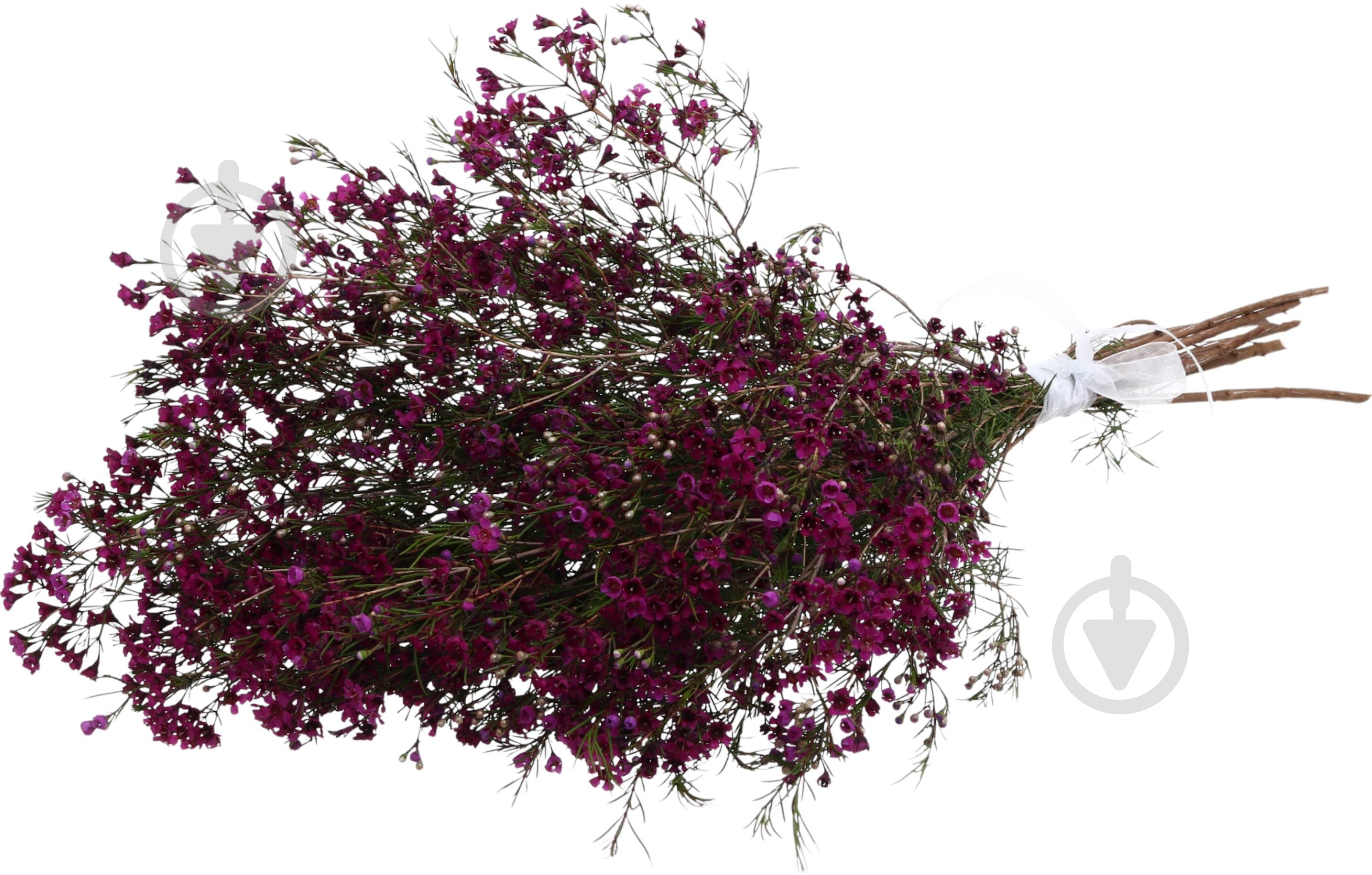 Хамелациум розовый (Нидерланды) - фото 2