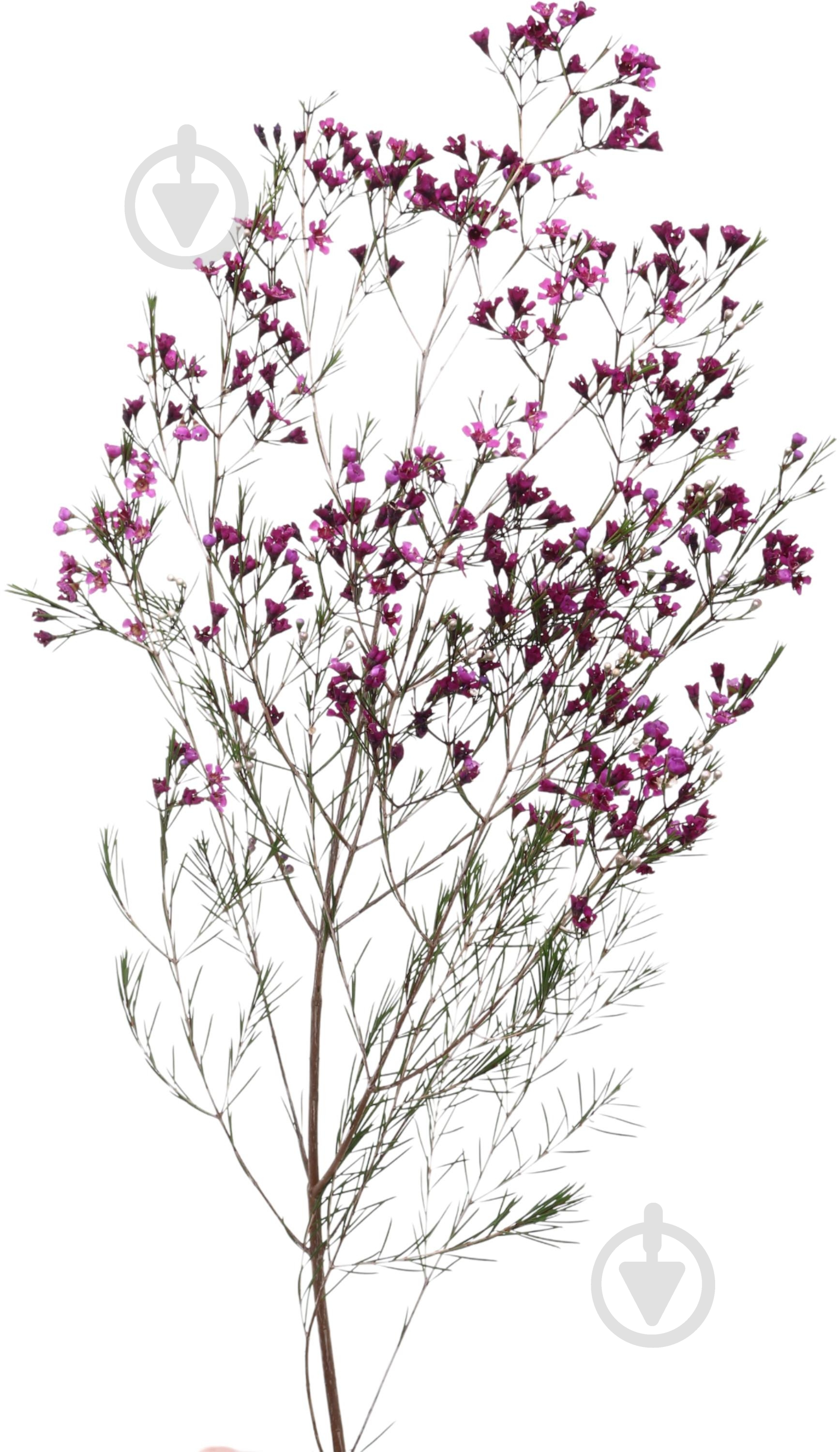 Хамелациум розовый (Нидерланды) - фото 1