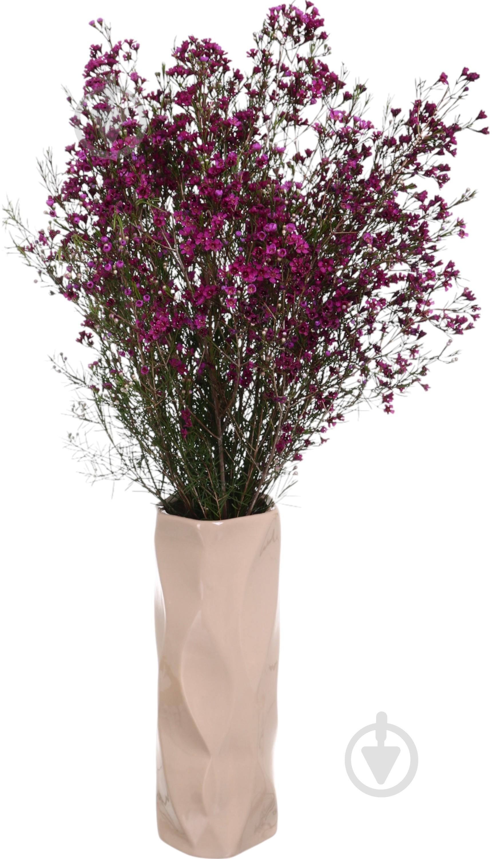 Хамелациум розовый (Нидерланды) - фото 4