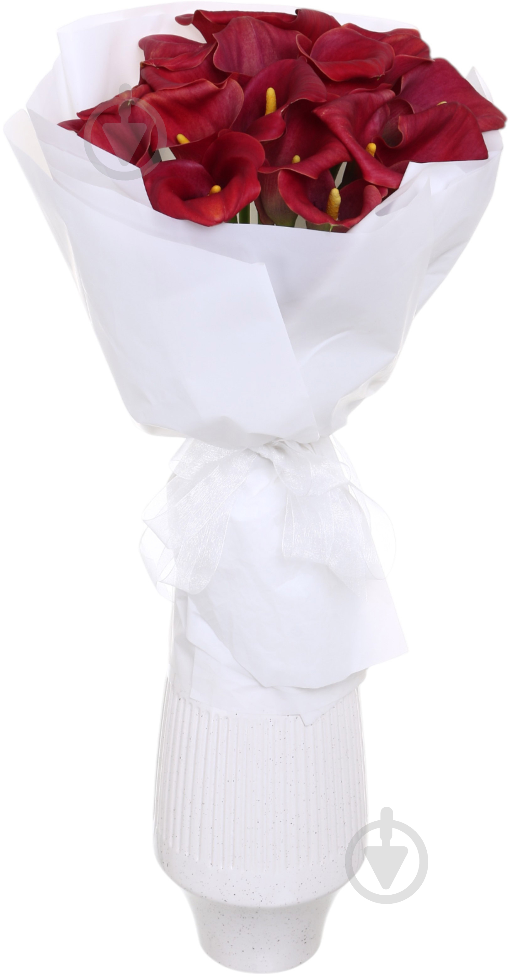 Зантедеция Captain Romance красная (Нидерланды) - фото 4