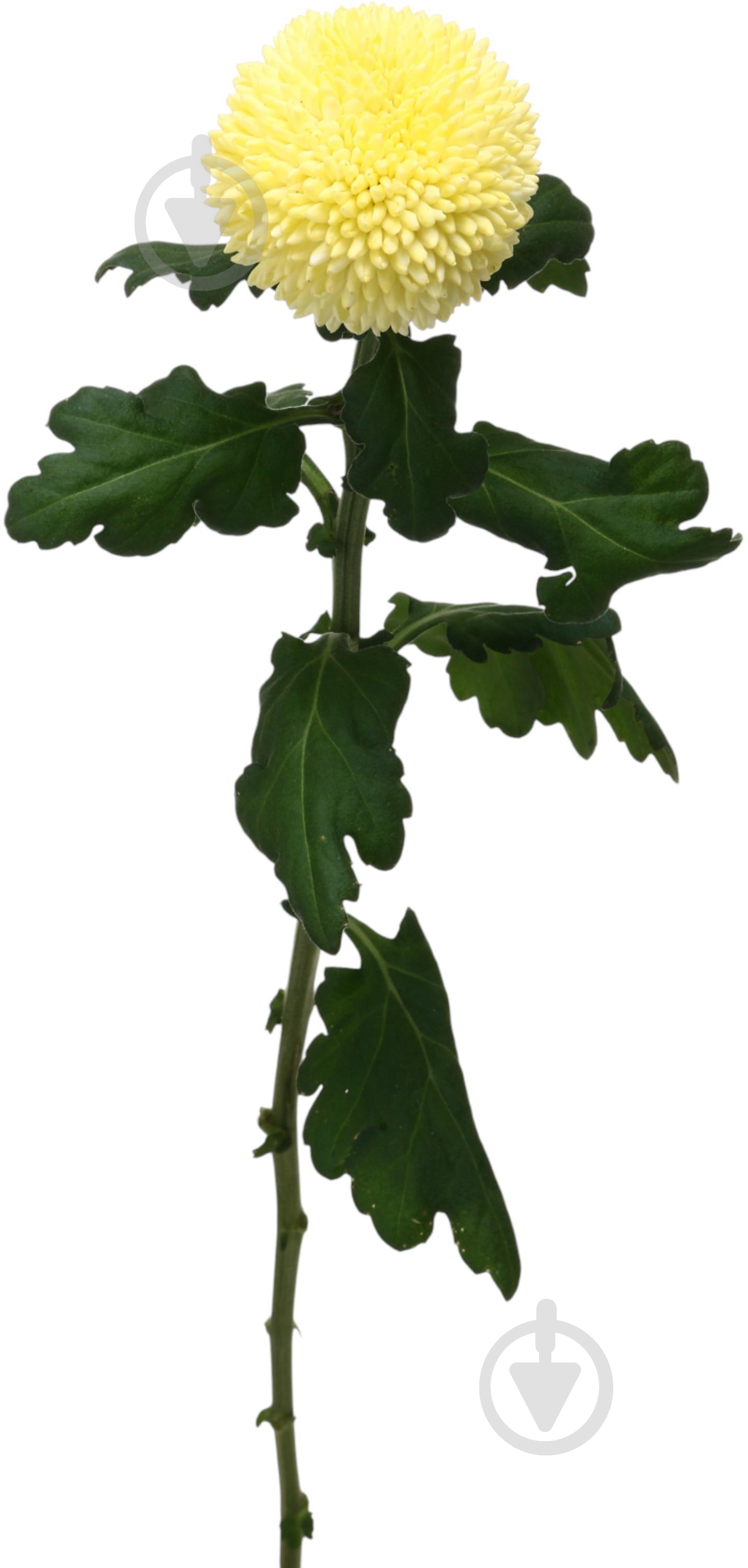 Фрезия Honeymoon 50 см розовая (Нидерланды) - фото 1