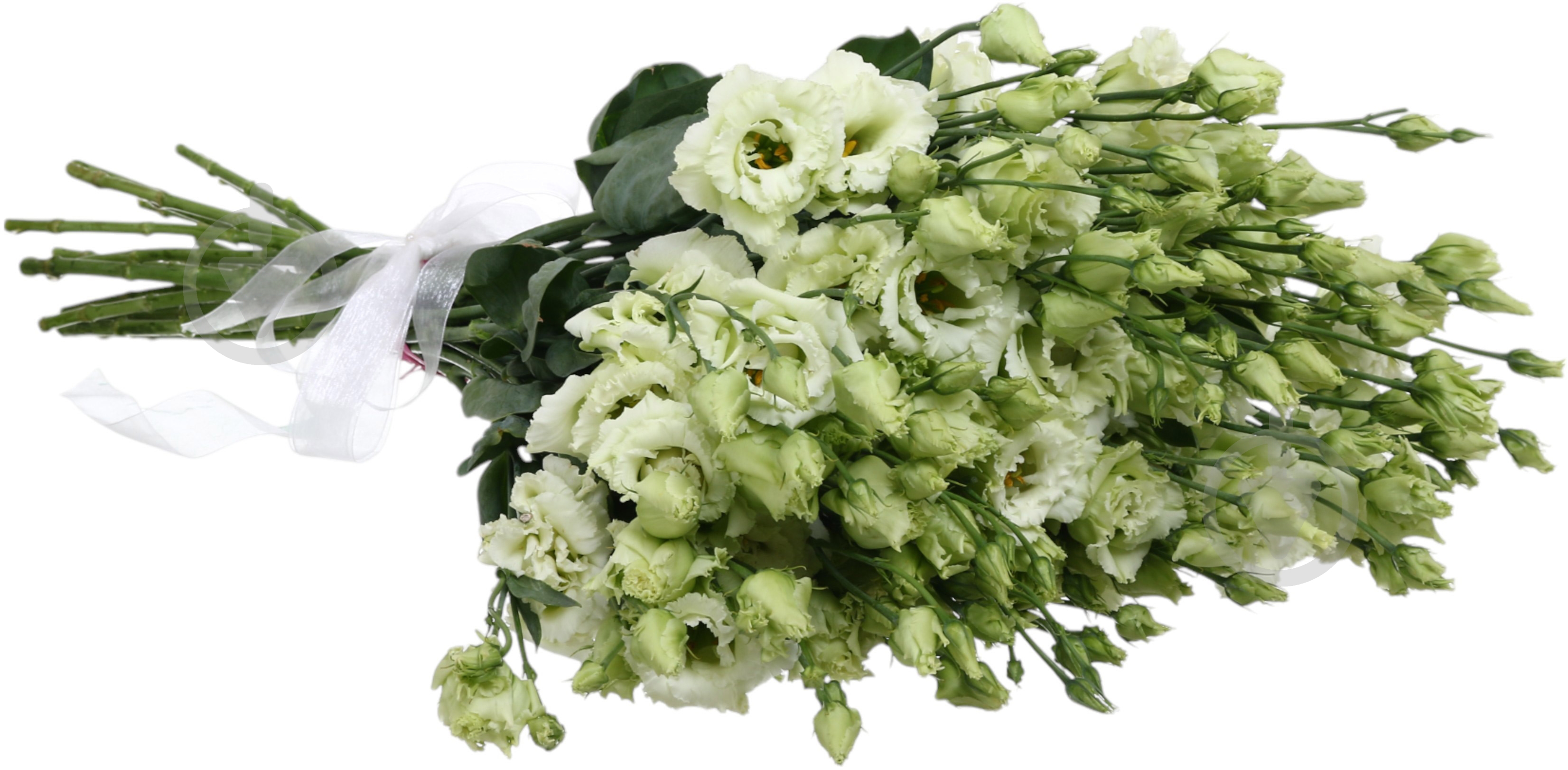 Эустома Alissa Green белая (Нидерланды) - фото 2