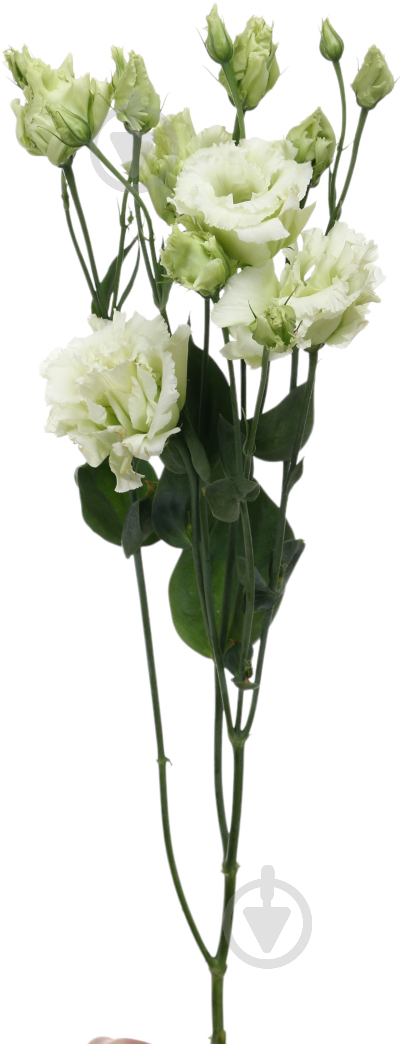 Эустома Alissa Green белая (Нидерланды) - фото 1