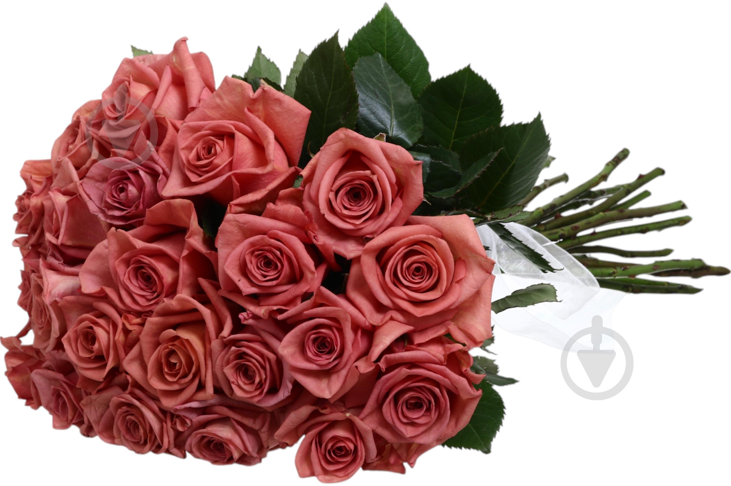 Роза Painted Barista 50 см коричневая (Нидерланды) - фото 3