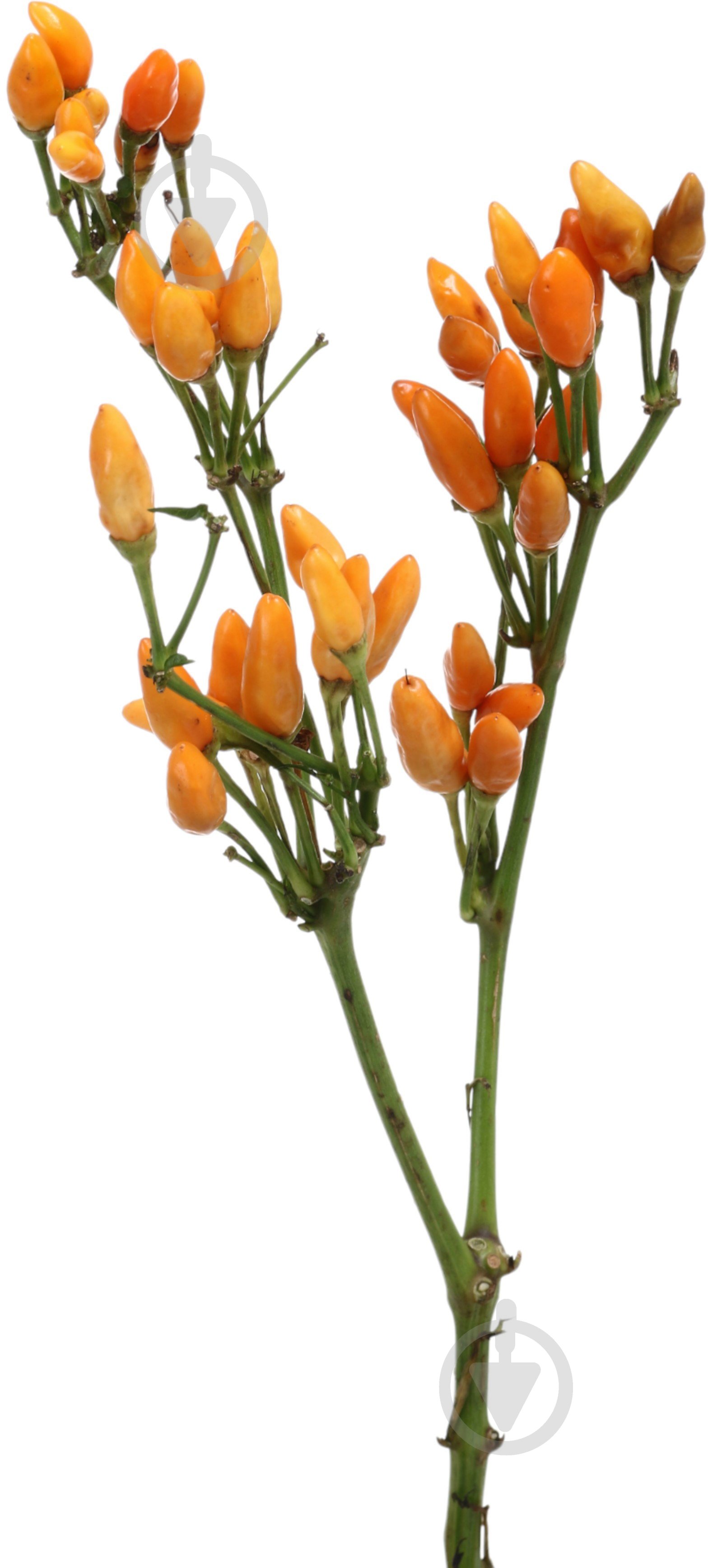 Капсикум Orange Candy оранжевый (Нидерланды) - фото 1