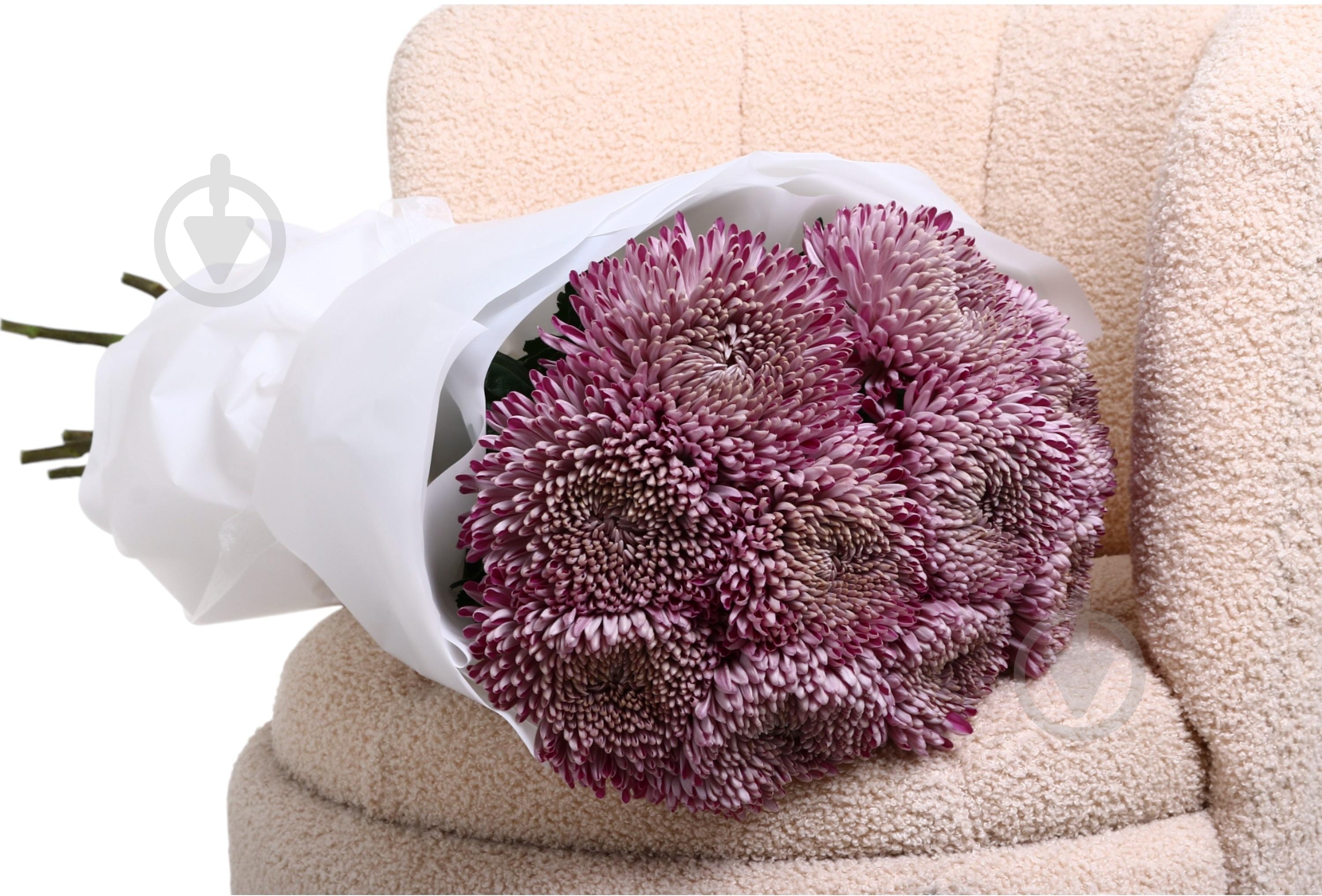 Хризантема Resomi фиолетовая (Нидерланды) - фото 5 Хризантема Resomi фиолетовая (Нидерланды) - фото 5