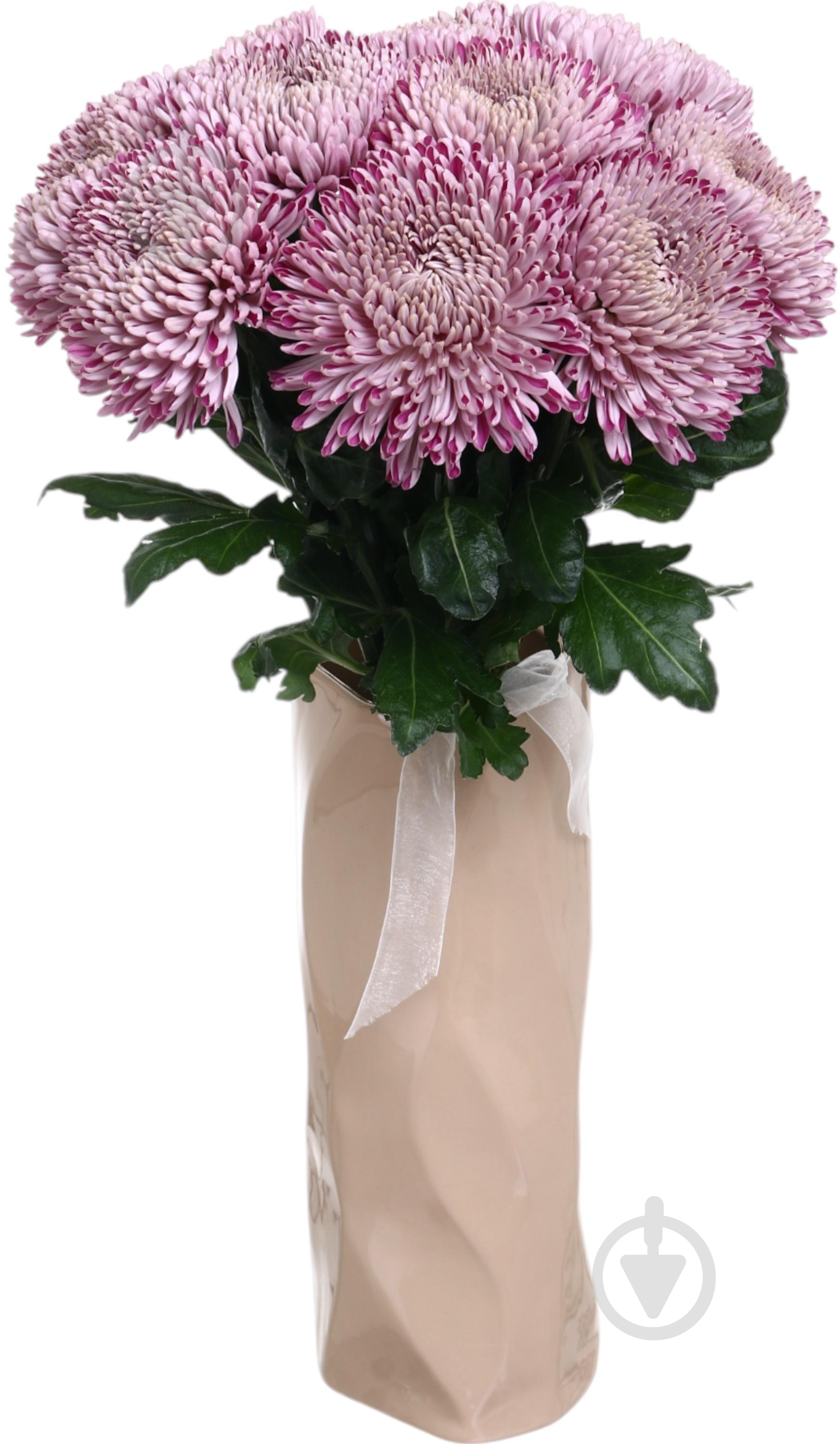 Хризантема Resomi фиолетовая (Нидерланды) - фото 4 Хризантема Resomi фиолетовая (Нидерланды) - фото 4