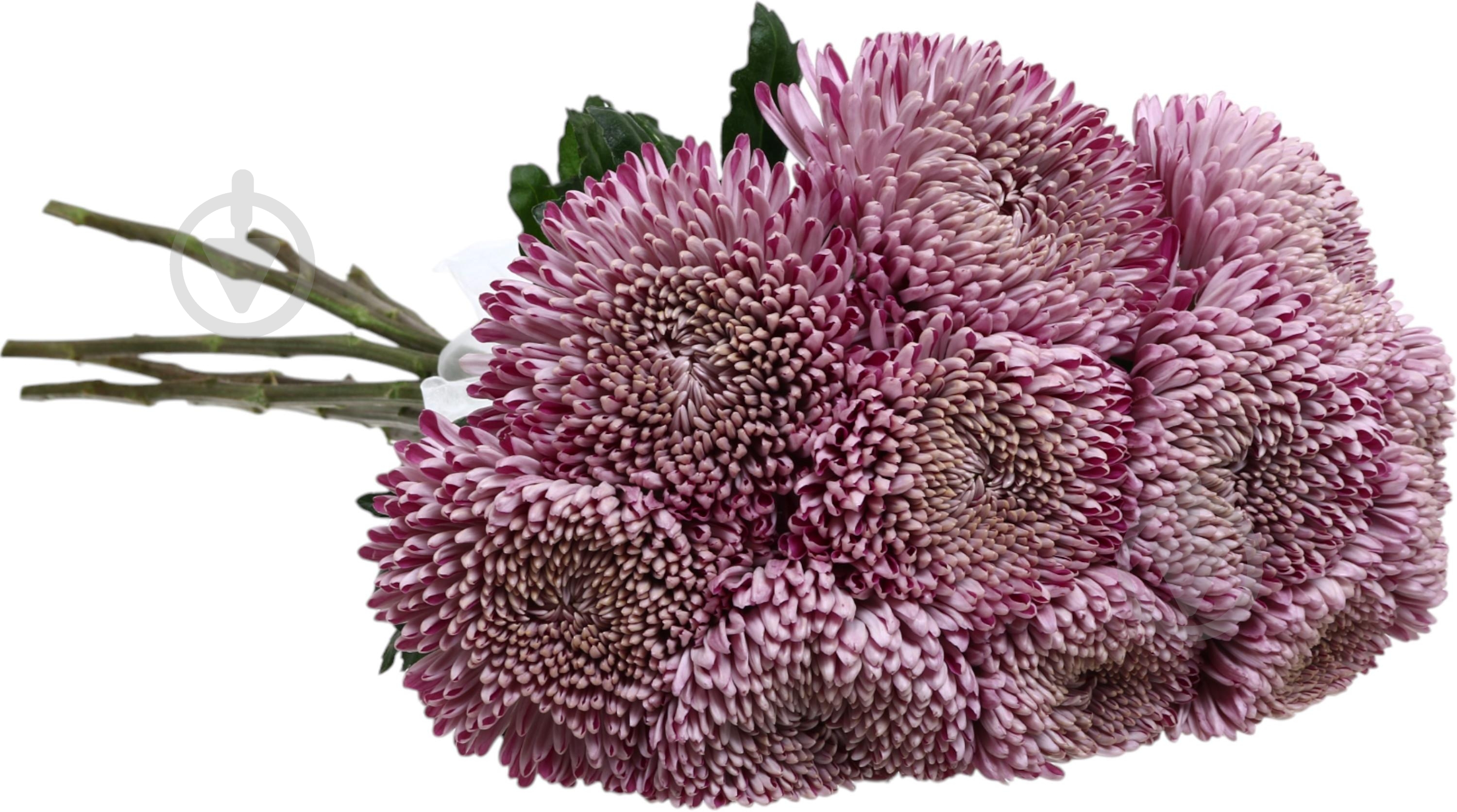 Хризантема Resomi фиолетовая (Нидерланды) - фото 2 Хризантема Resomi фиолетовая (Нидерланды) - фото 2