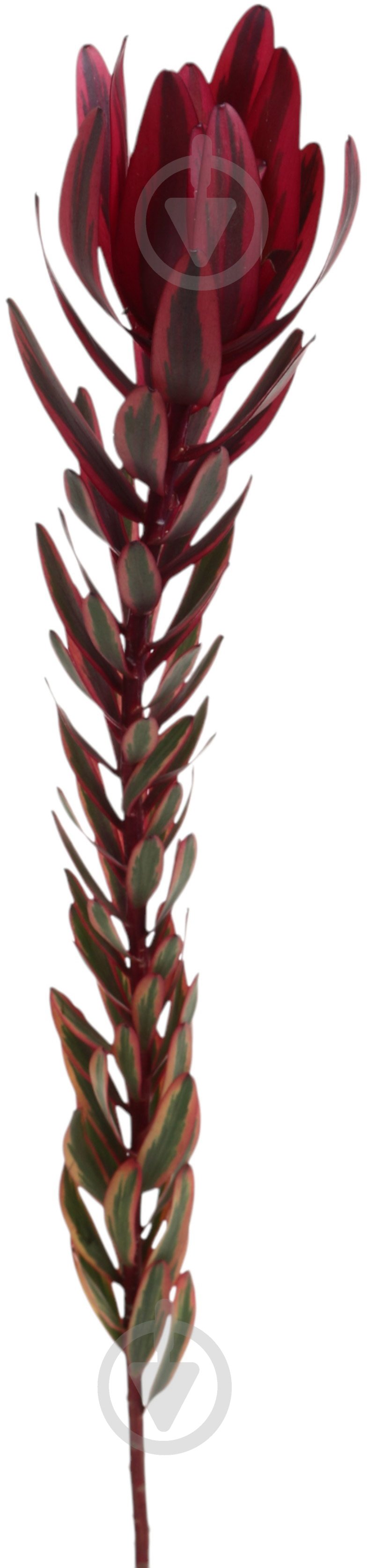 Леукадендрон Jester червоний (Нідерланди) - фото 1