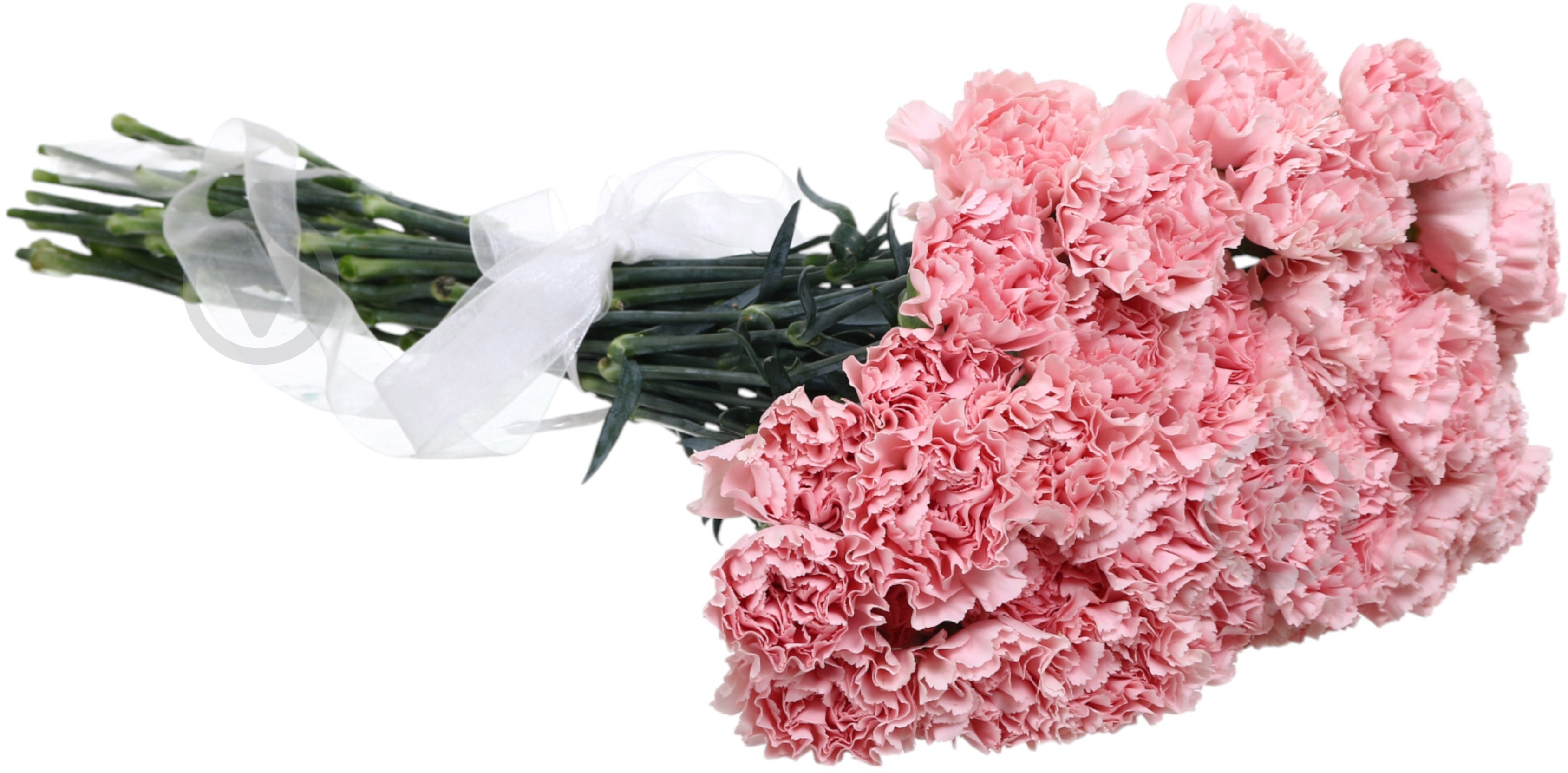 Гвоздика Donsel одноголовая розовая (Нидерланды) - фото 2 Гвоздика Donsel одноголовая розовая (Нидерланды) - фото 2