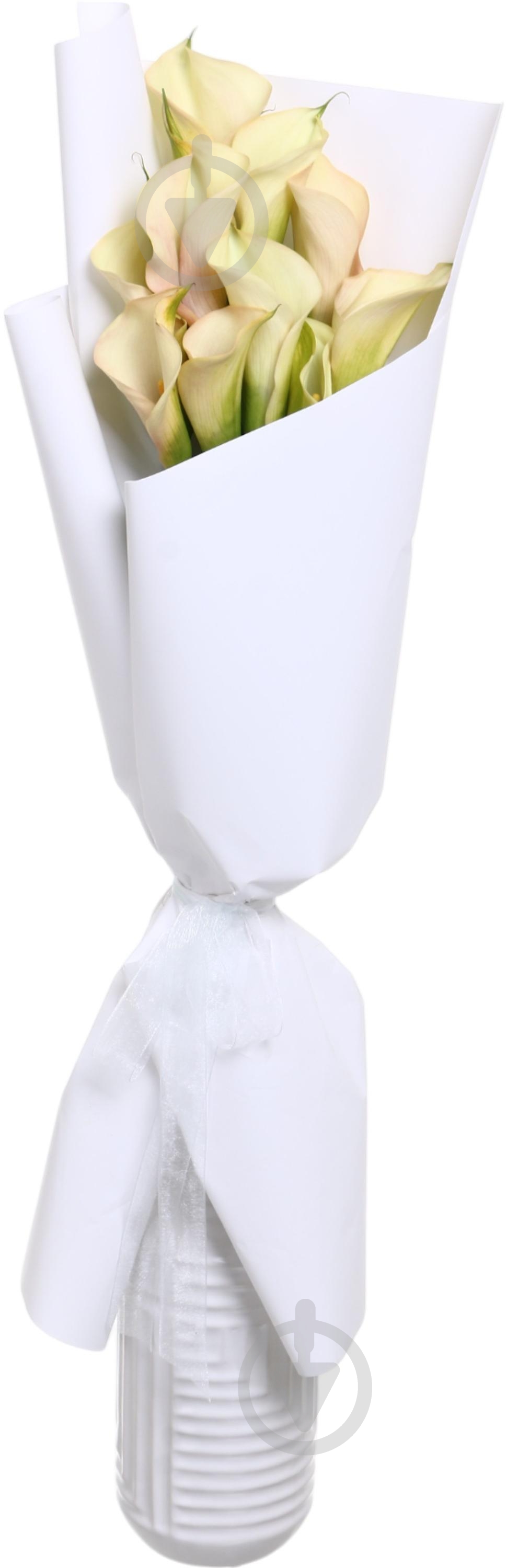 Зантедеция Aucland шампань (Нидерланды) - фото 4 Зантедеция Aucland шампань (Нидерланды) - фото 4