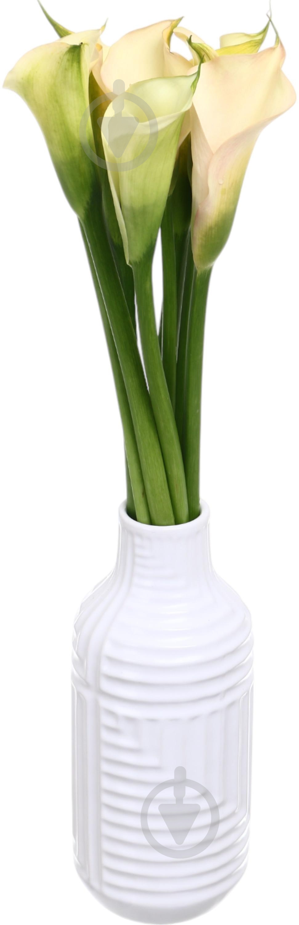 Зантедеция Aucland шампань (Нидерланды) - фото 5 Зантедеция Aucland шампань (Нидерланды) - фото 5