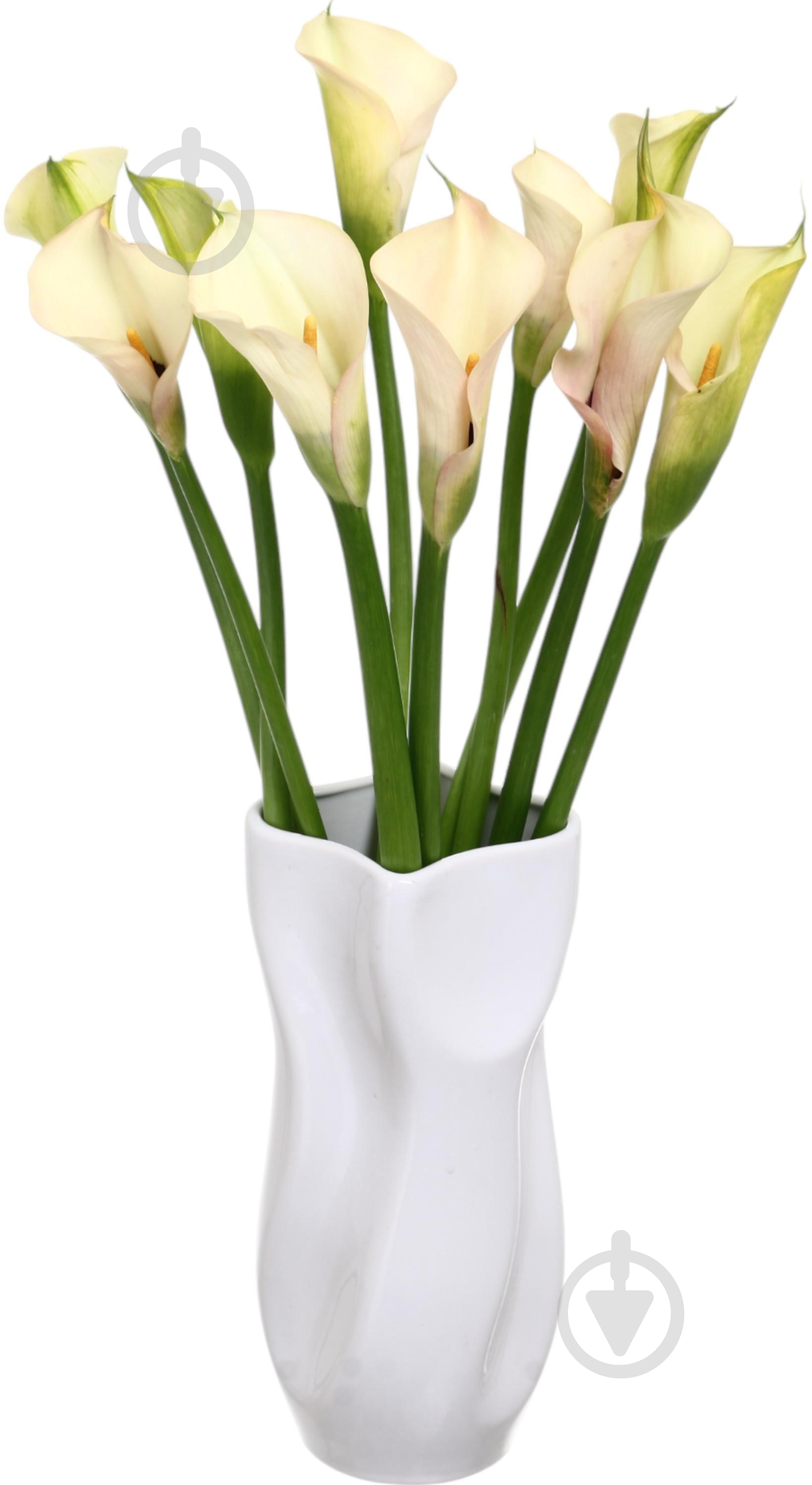 Зантедеция Aucland шампань (Нидерланды) - фото 6 Зантедеция Aucland шампань (Нидерланды) - фото 6