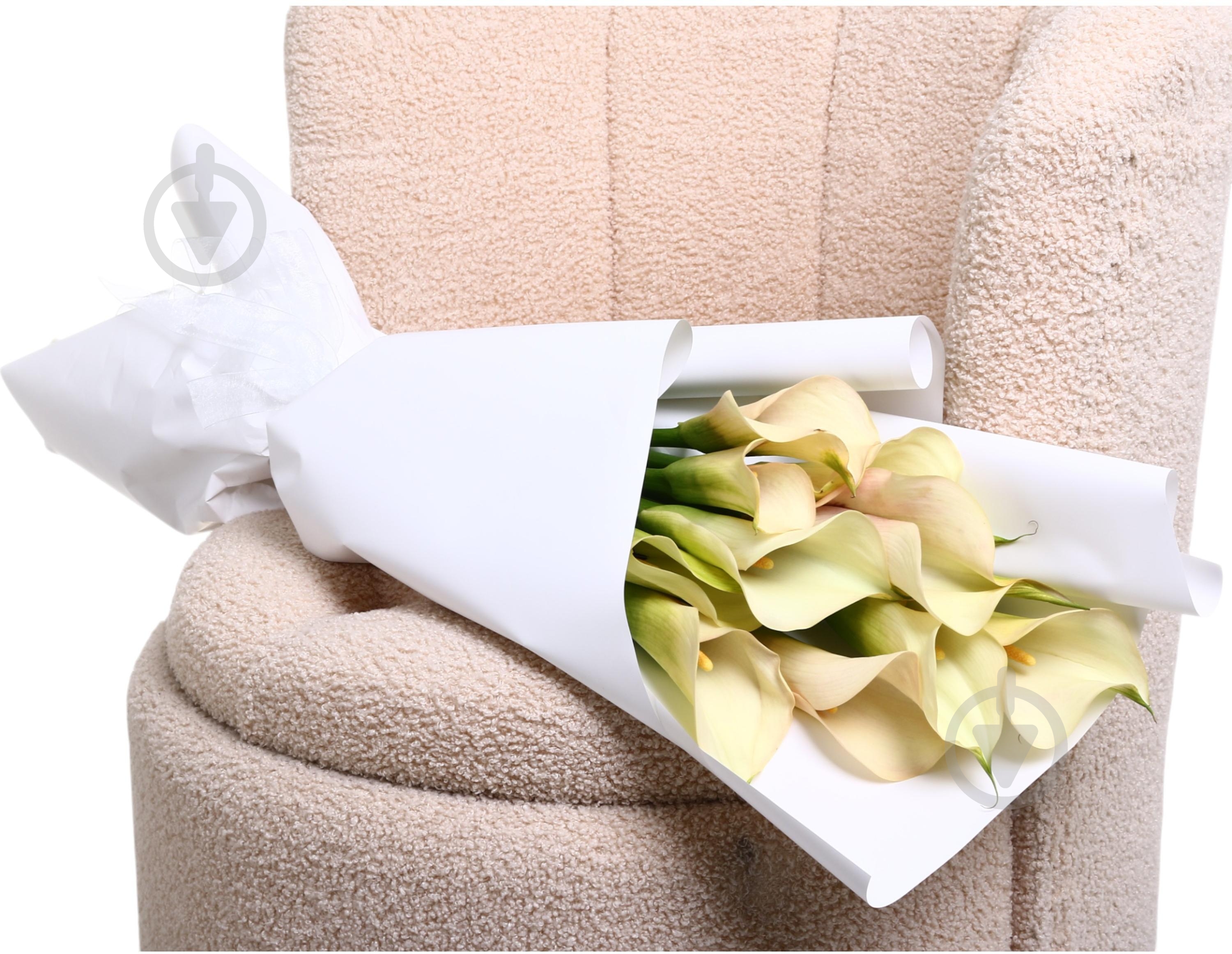 Зантедеция Aucland шампань (Нидерланды) - фото 7 Зантедеция Aucland шампань (Нидерланды) - фото 7