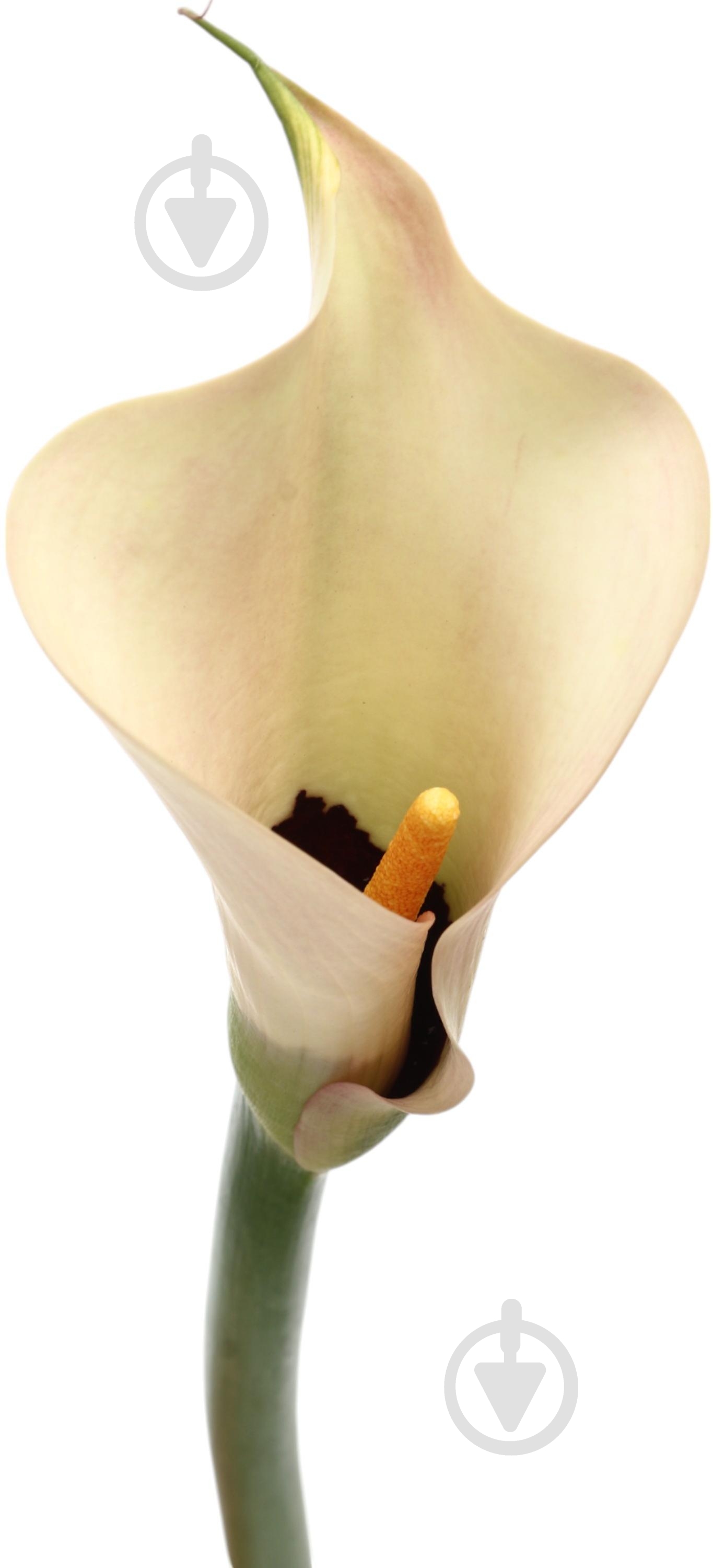 Зантедеция Aucland шампань (Нидерланды) - фото 2 Зантедеция Aucland шампань (Нидерланды) - фото 2