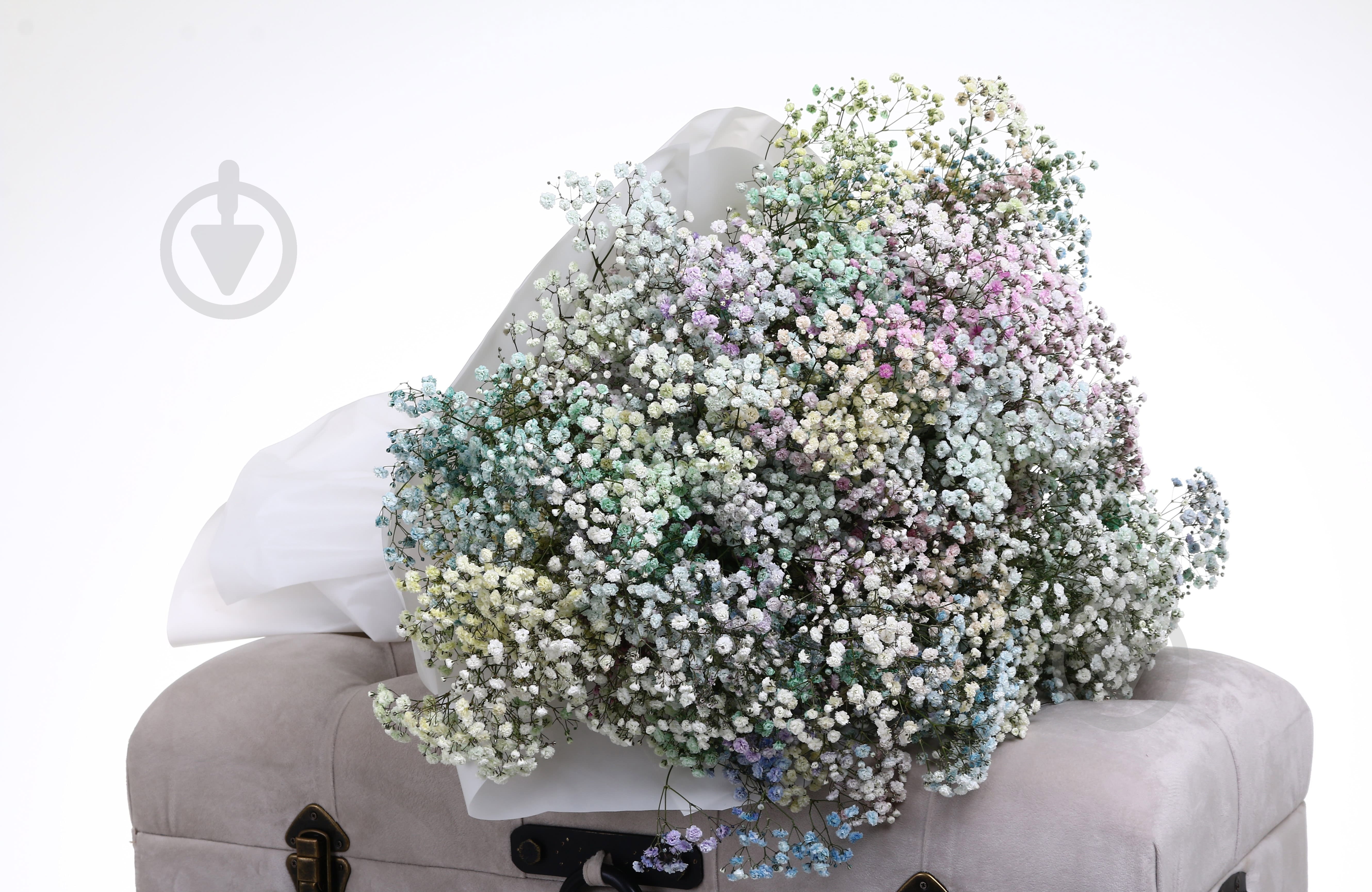 Гипсофила Rainbow микс (Нидерланды) - фото 3