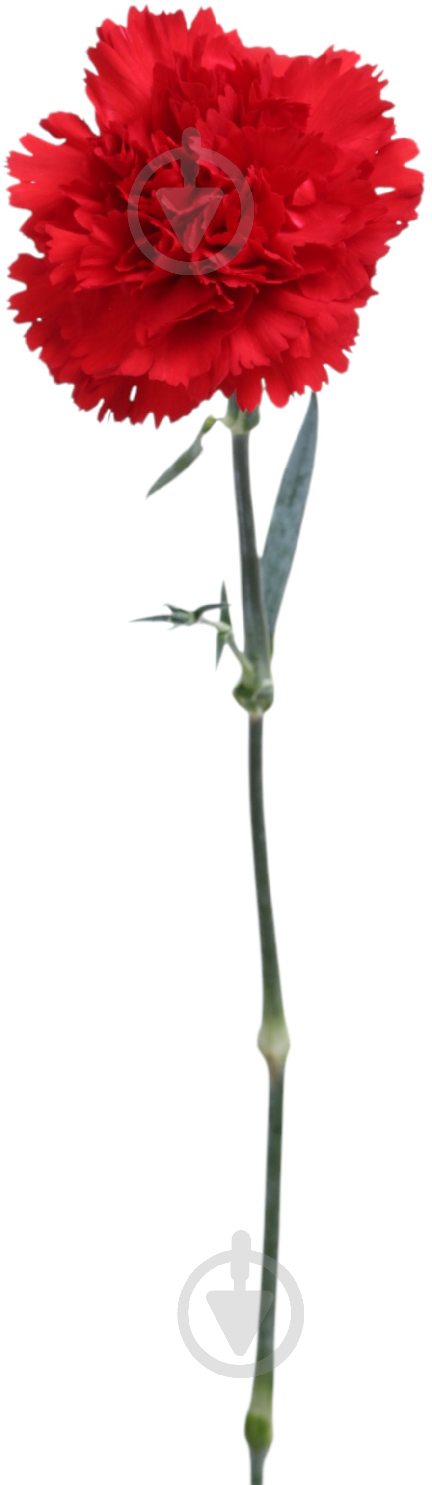 Гвоздика одноголова червона (Нідерланди) - фото 1