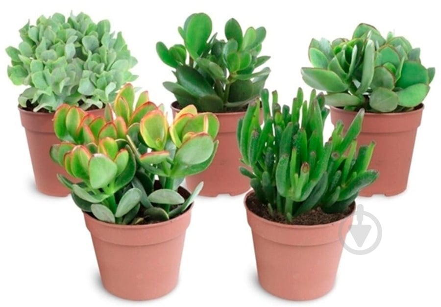 Растение Крассула 12х15 микс - фото 1 Растение Крассула 12х15 микс - фото 1