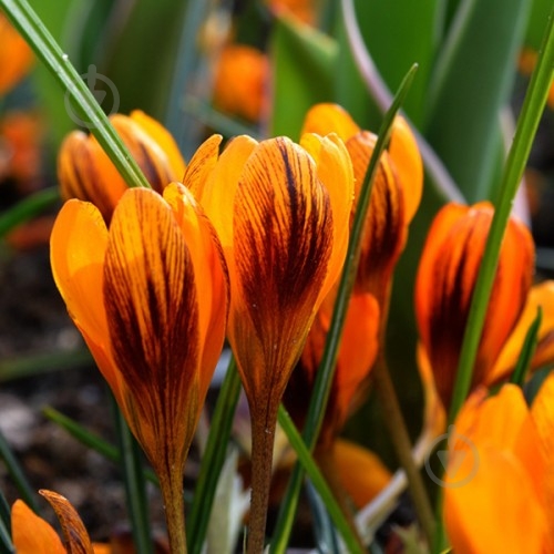 Луковица Яскрава Крокус ботаническией Orange Monarch - фото 1