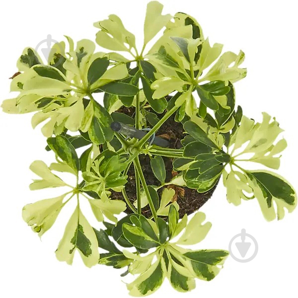 Растение Шеффлера 8x20 Janine - фото 2