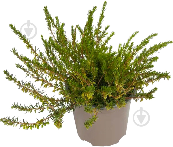 Растение Эрика 11х20 белая - фото 1 Растение Эрика 11х20 белая - фото 1