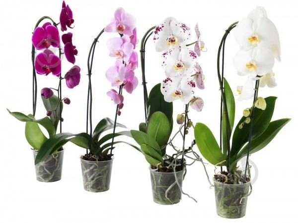 Растение Орхидея 8*25 микс - фото 1