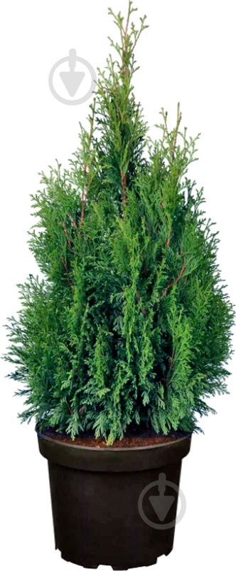 Растение Туя 9х33 Smaragd - фото 1