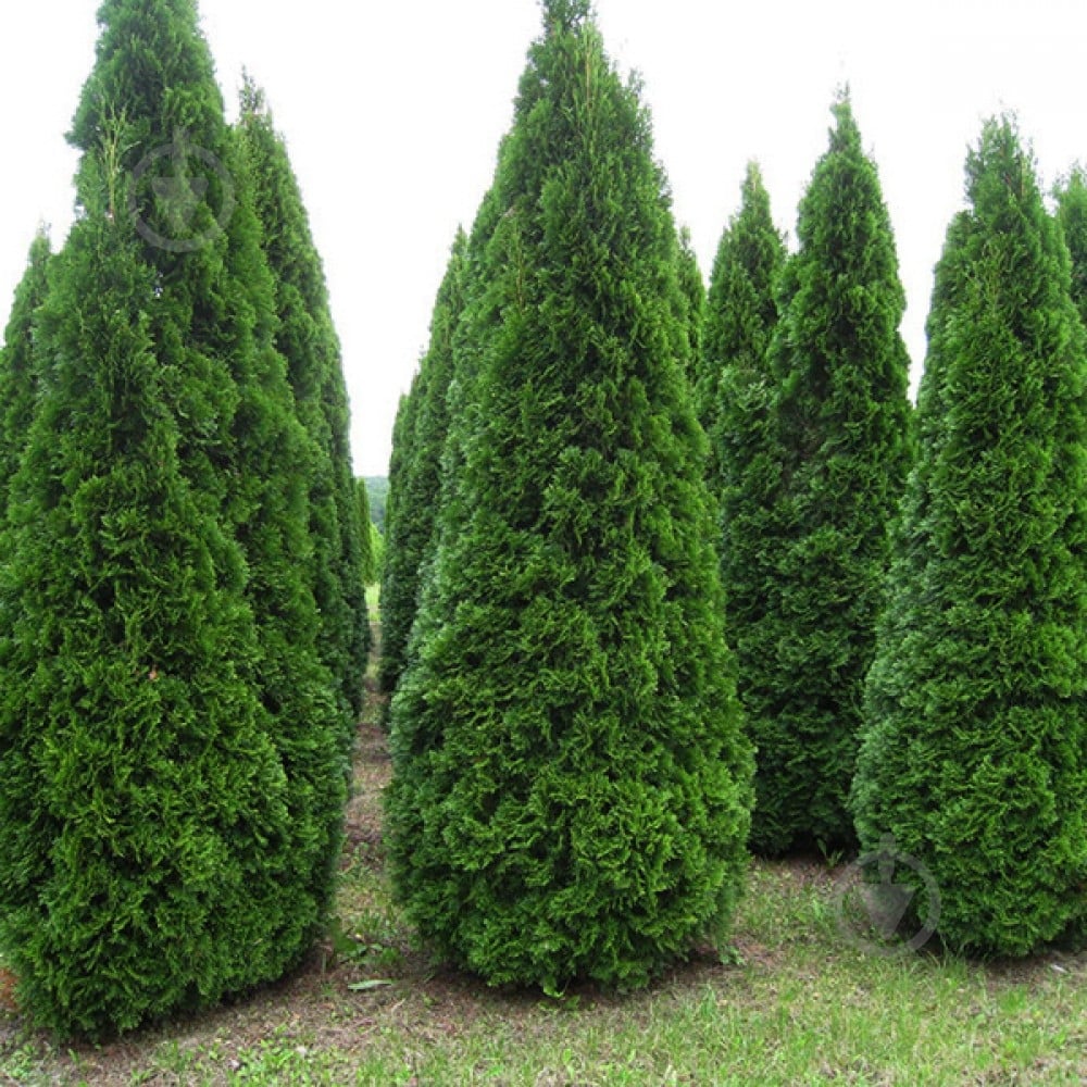 Растение Туя 9х33 Smaragd - фото 2