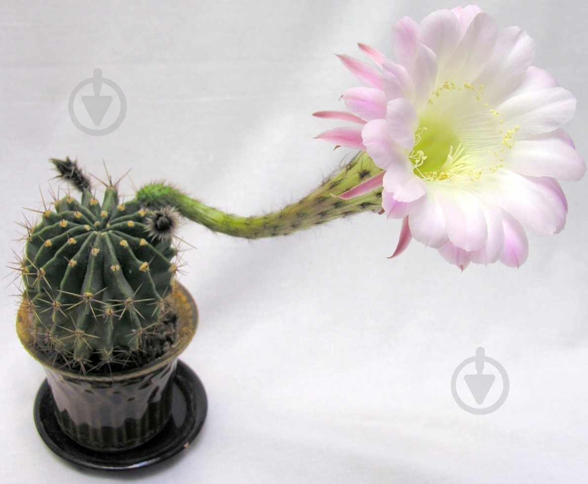 Растение Кактус 8х10 цветущий - фото 1