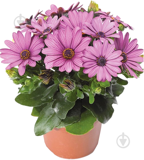 Растение Остеоспермум 10х20 микс - фото 1