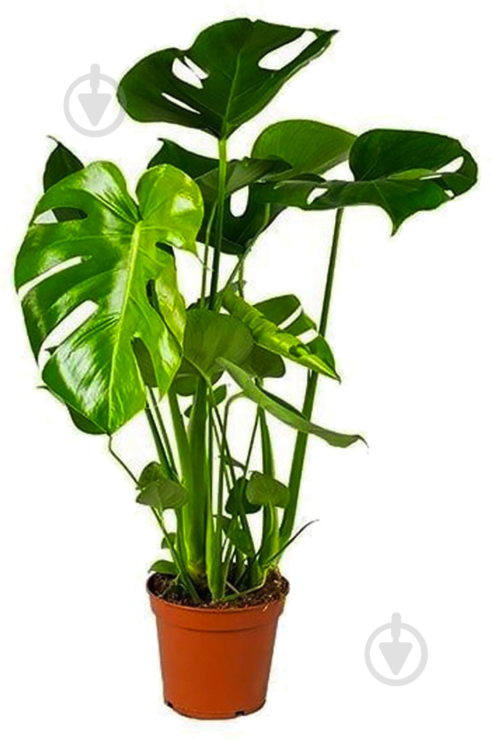 Растение Монстера 12х40 Deliciosa - фото 1 Растение Монстера 12х40 Deliciosa - фото 1