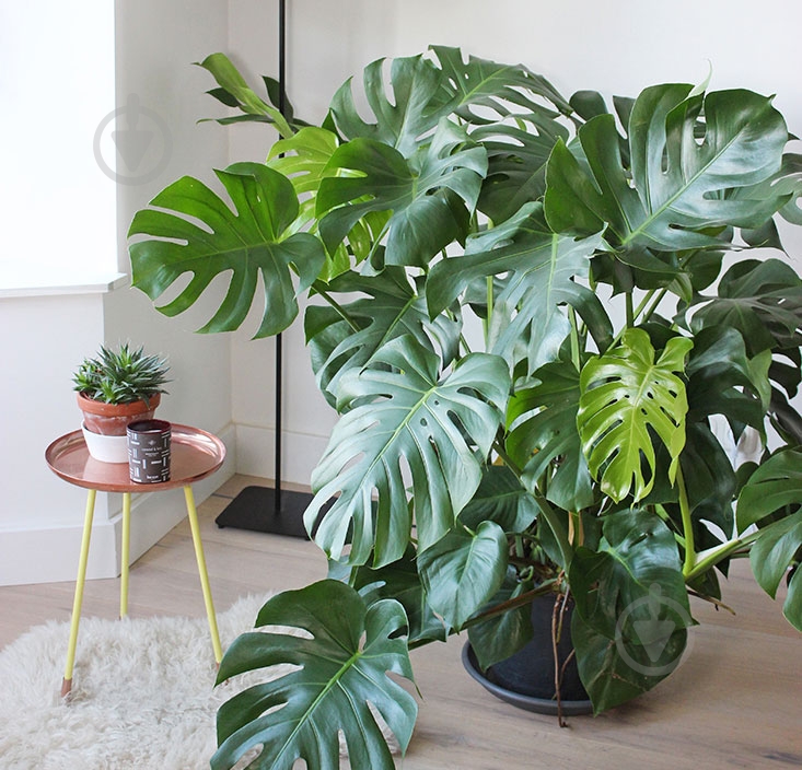 Растение Монстера 12х40 Deliciosa - фото 2 Растение Монстера 12х40 Deliciosa - фото 2