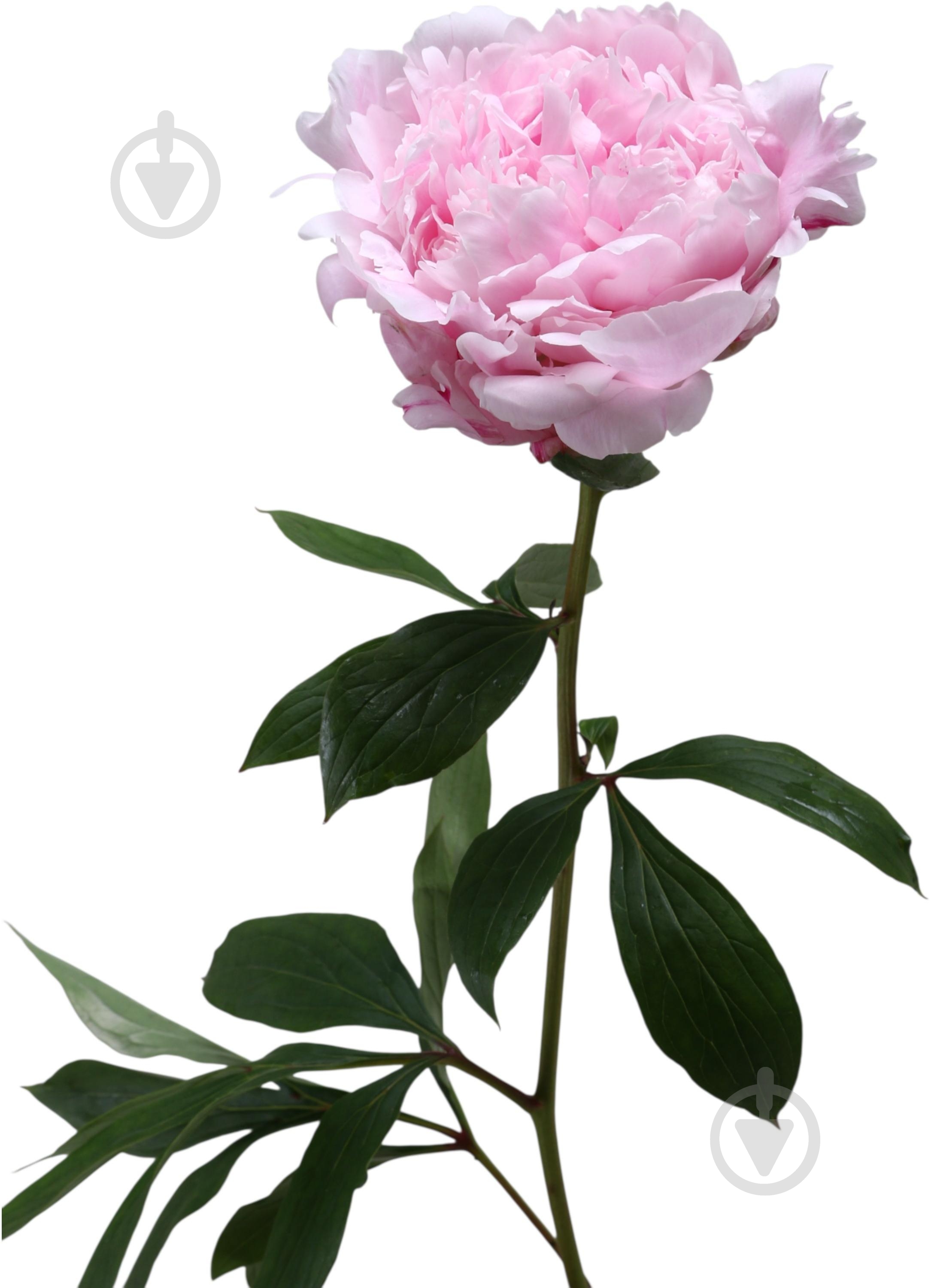 Пион Sara Bernhard 50 см розовая (Нидерланды) - фото 1