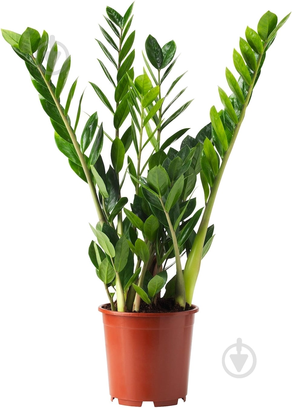 Растение Замиокулькас 27х100 - фото 1 Растение Замиокулькас 27х100 - фото 1