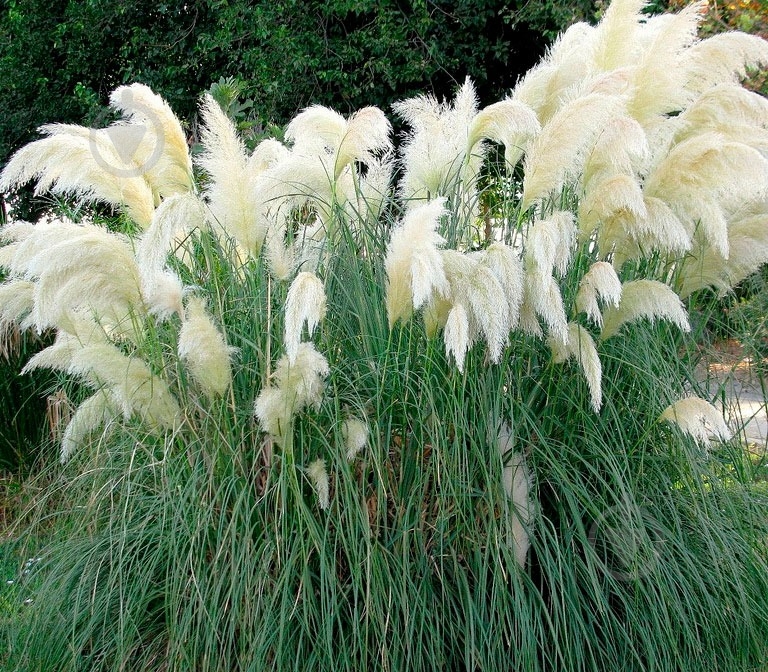 Растение Кортадерия белая 14х30 - фото 2