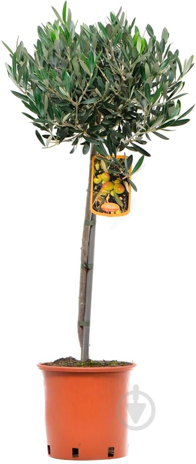 Растение Оливковое дерево 19х95 - фото 1