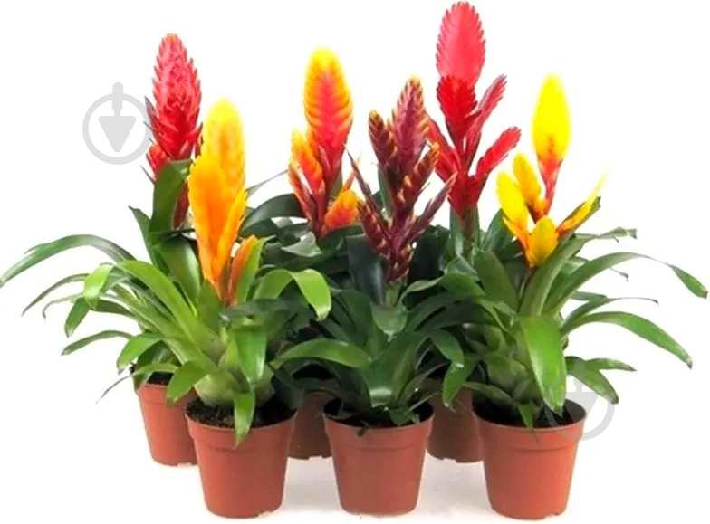 Растение Бромелиевые 9х40 микс - фото 1