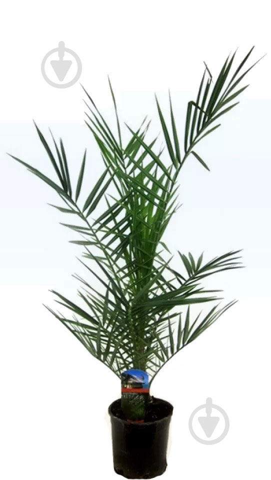 Растение Финиковая пальма 14*50 Сanariensis - фото 1
