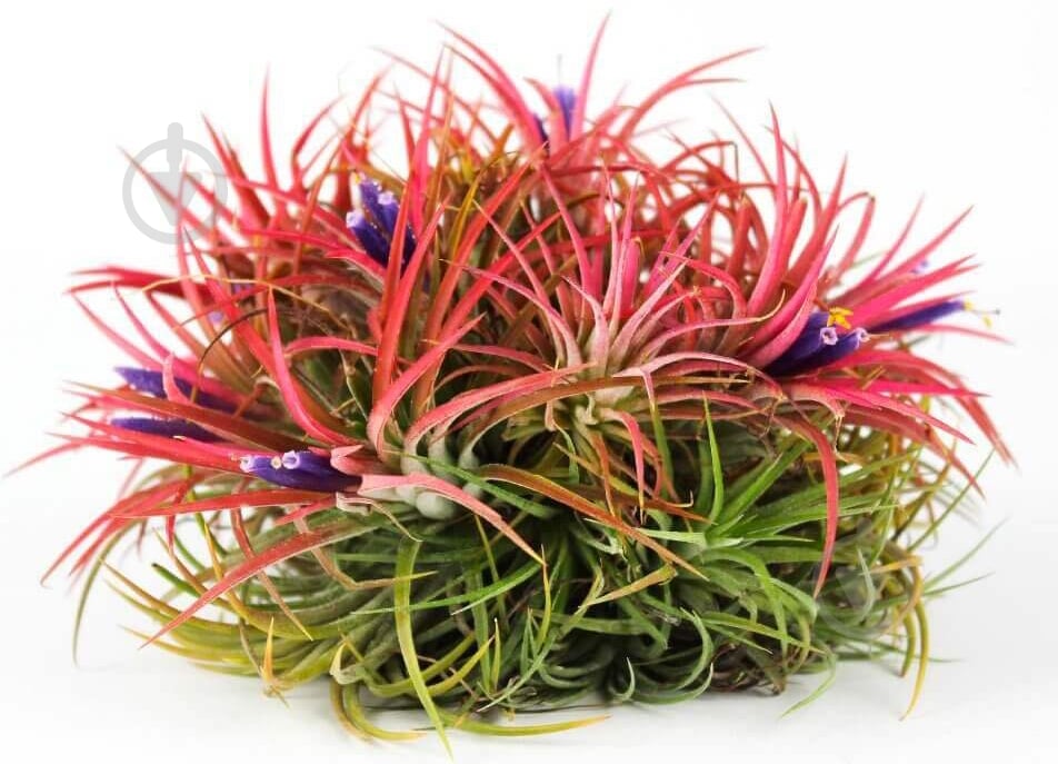 Растение Тиландия 0х6 Ionantha атмосферная - фото 2 Растение Тиландия 0х6 Ionantha атмосферная - фото 2