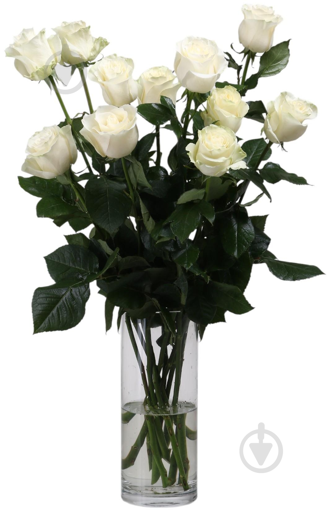 Троянда Mondial одноголова класична 70 см білий - фото 2 Троянда Mondial одноголова класична 70 см білий - фото 2