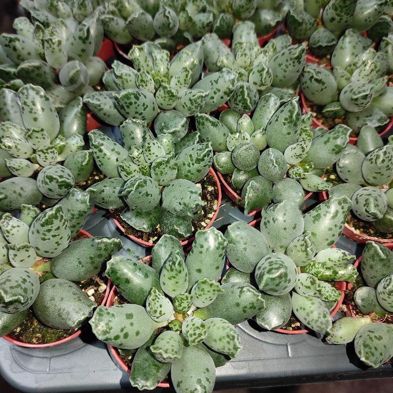 Растение Адромискус (суккулент) 05х8 Festivus - фото 1