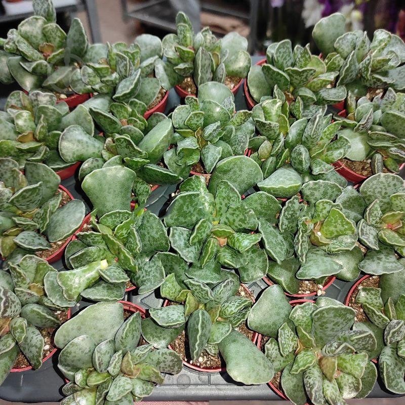 Растение Адромискус (суккулент) 05х8 Cooperi - фото 1 Растение Адромискус (суккулент) 05х8 Cooperi - фото 1