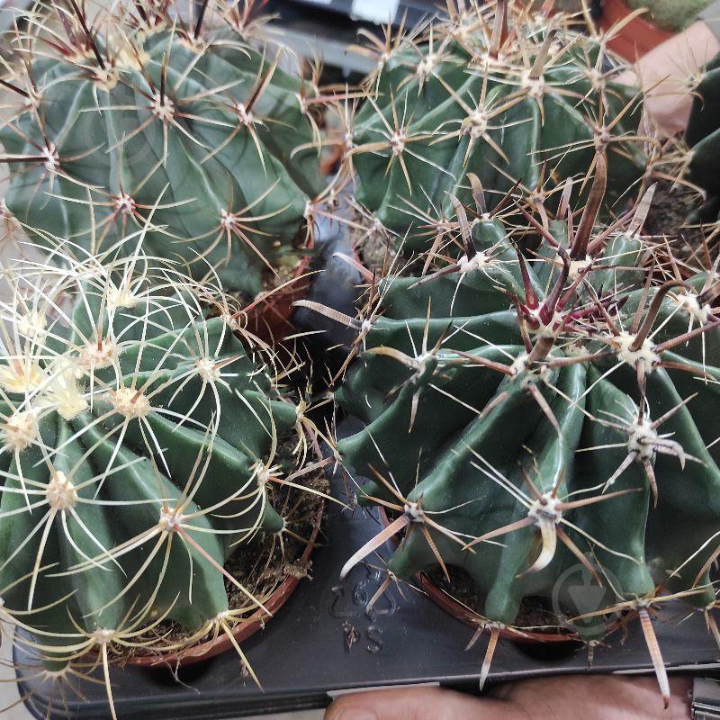 Растение Кактус 12х20 Ferocactus микс - фото 1