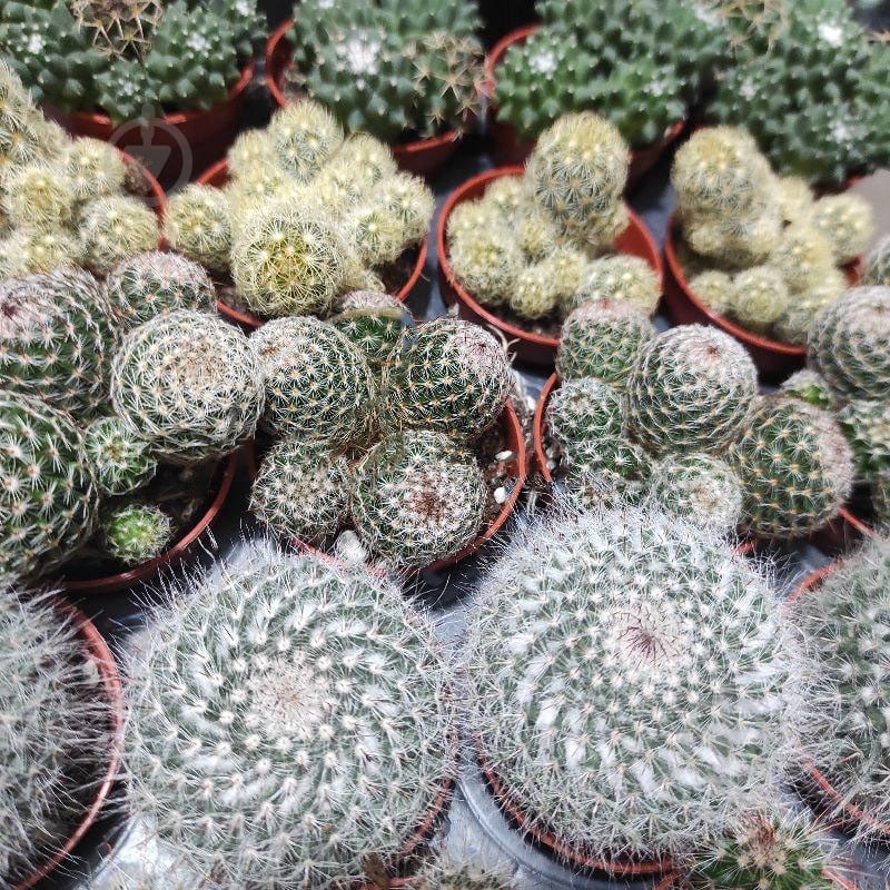 Растение Кактус 5х8 Mammillaria микс - фото 1