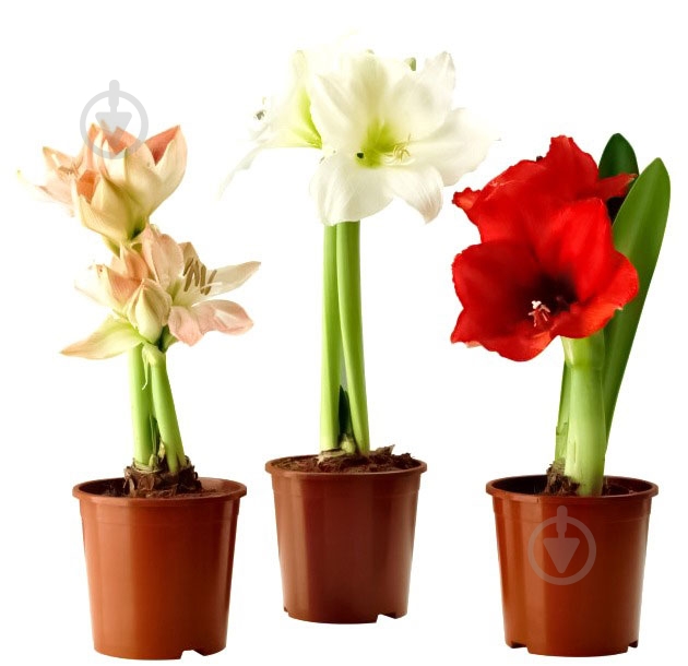 Растение Амариллис микс 13/35 - фото 1 Растение Амариллис микс 13/35 - фото 1