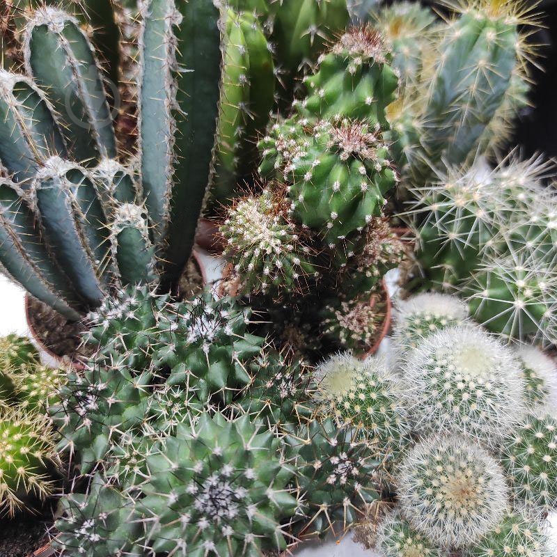 Растение Кактус 6.5х10 микс - фото 1