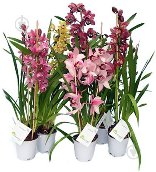 Рослина Цимбідіум мікс 14/95 - фото 1